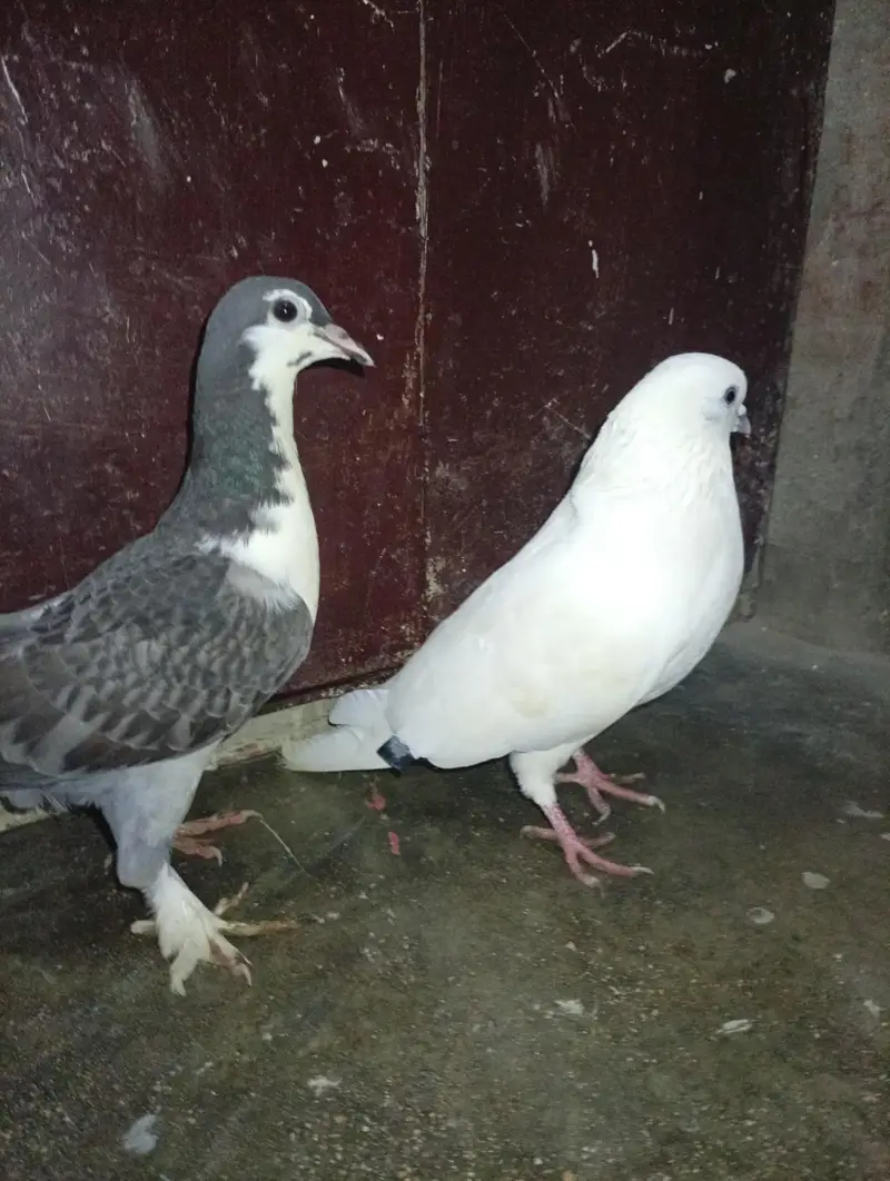 Fancy pegone pair — photo 4