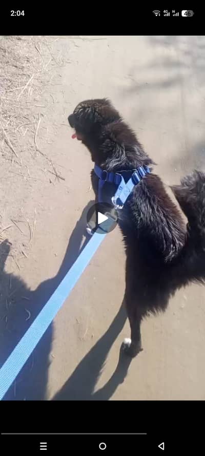 Bakharwal/bakarwal male dog for sale