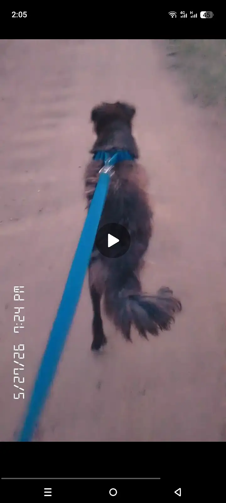 Bakharwal/bakarwal male dog for sale