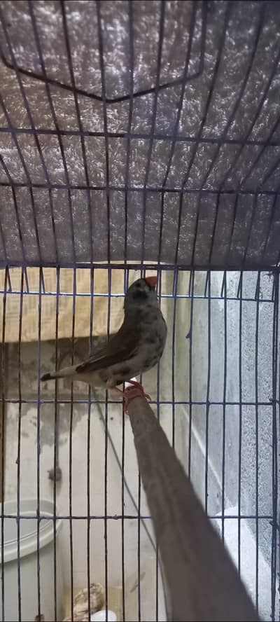 Exhibition finch
