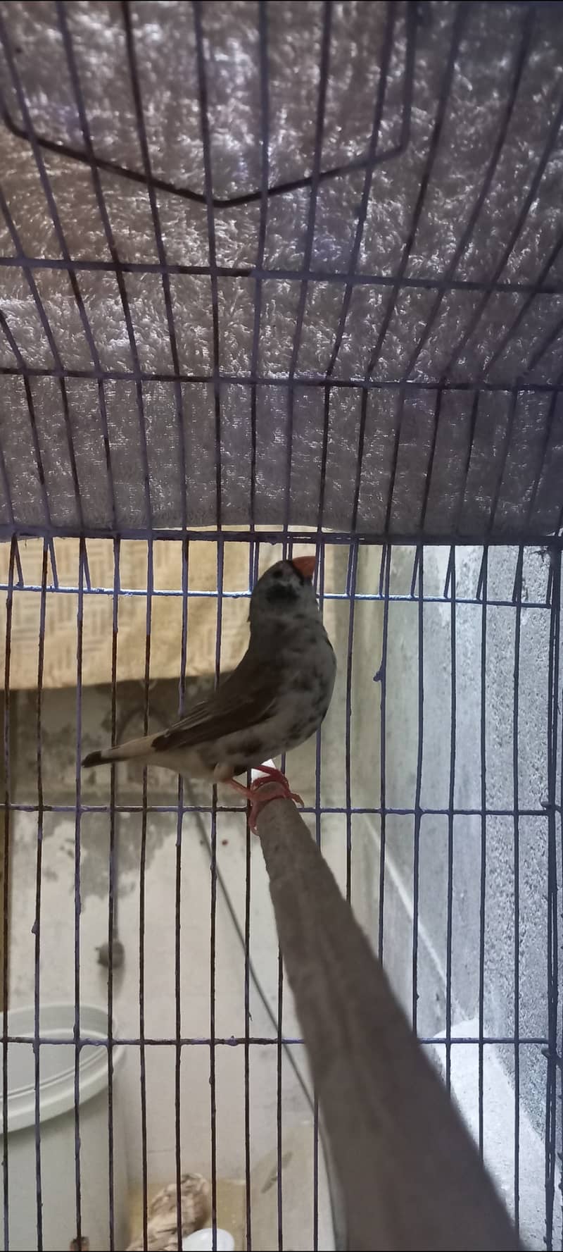 Exhibition finch - Finches - 1120215015