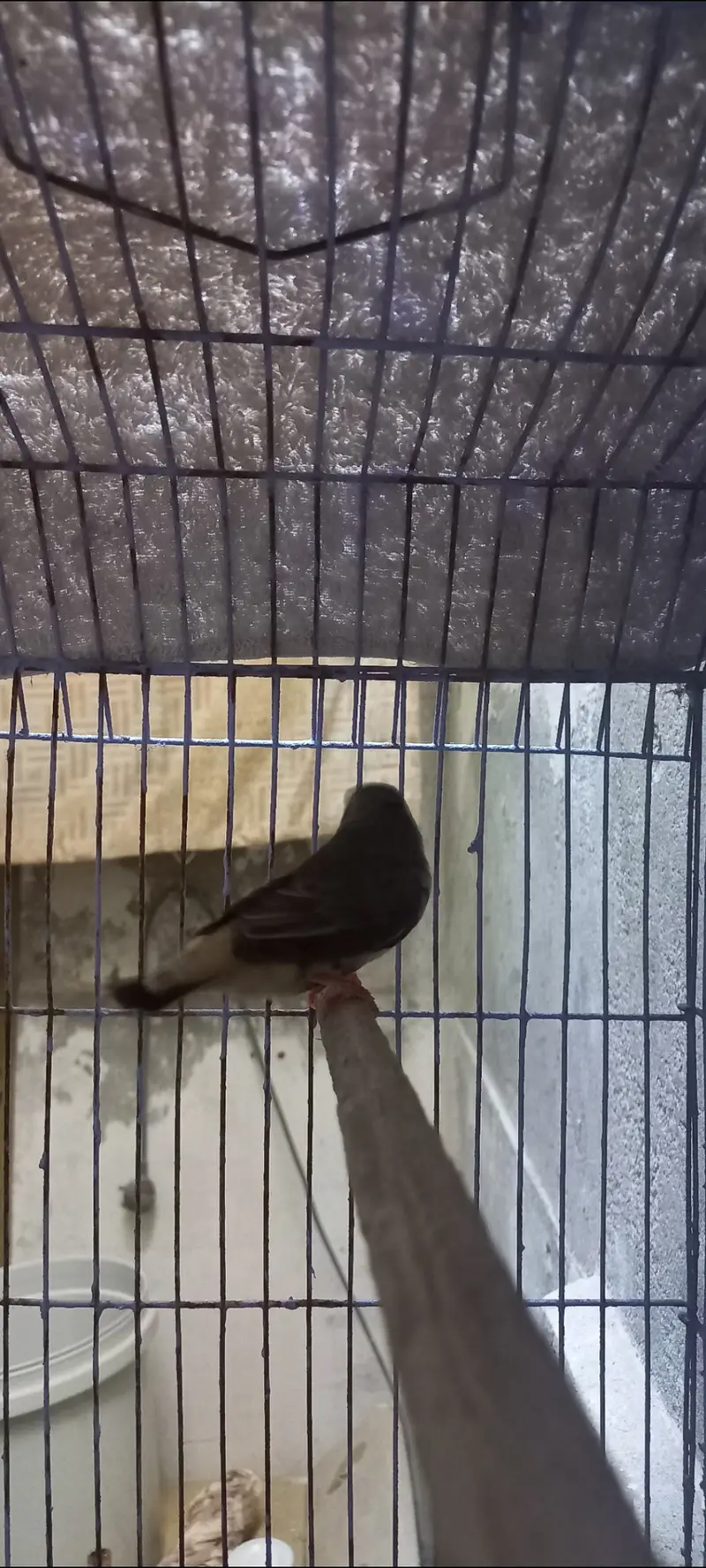 Exhibition finch — photo 2
