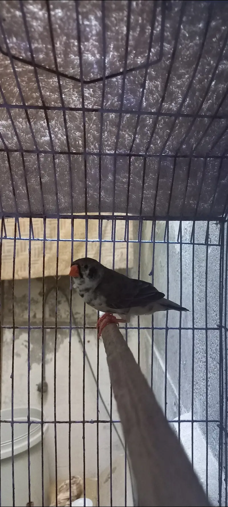 Exhibition finch — photo 3