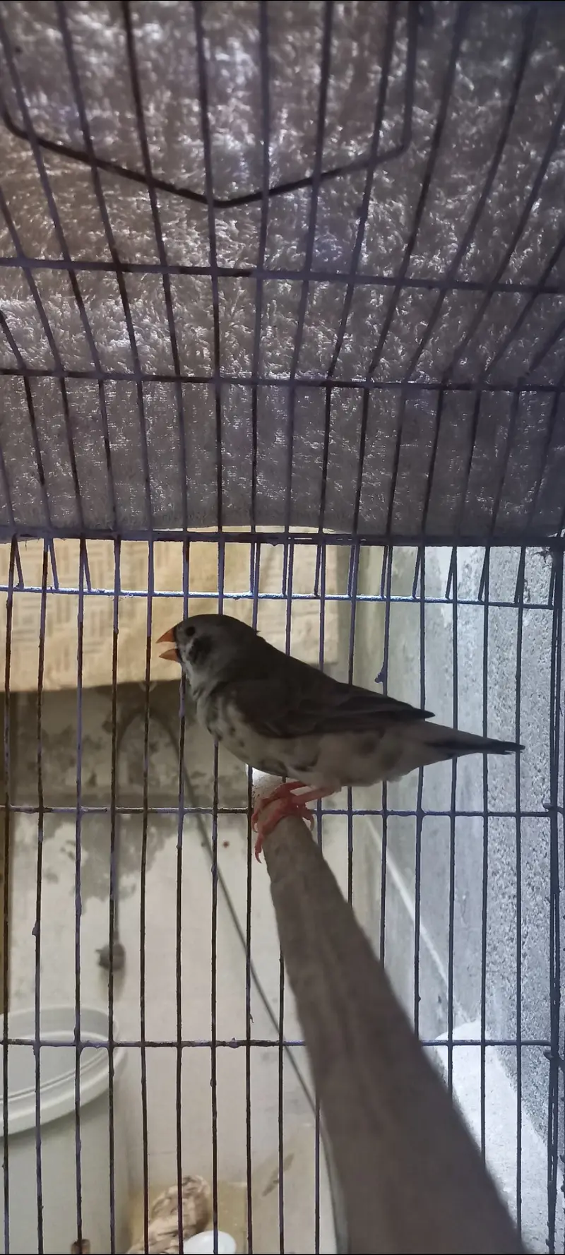 Exhibition finch — photo 4