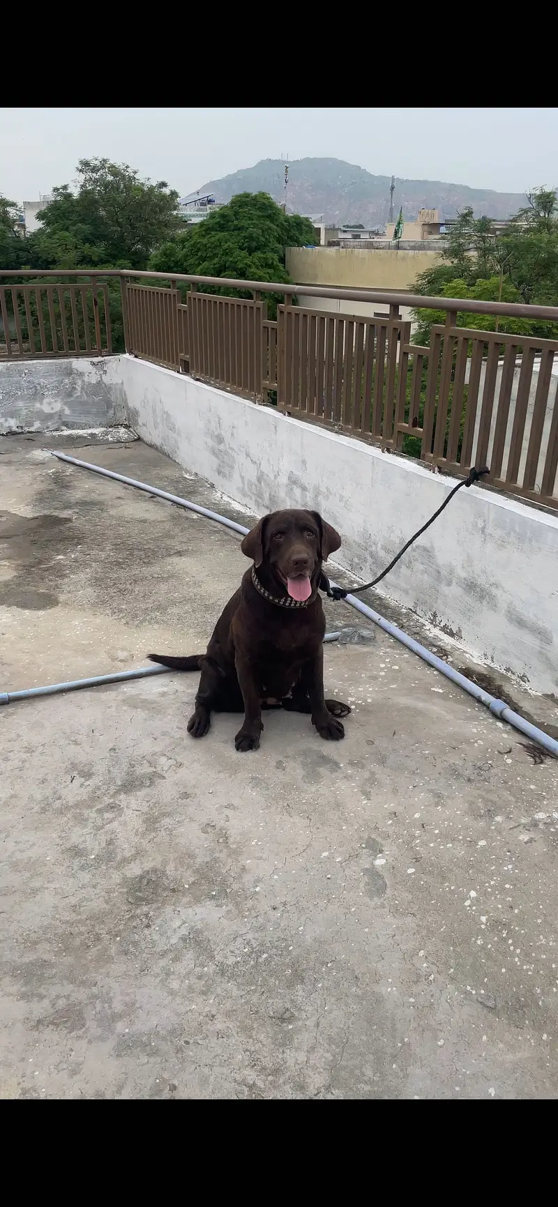 HIGH QUALITY LABRADOR RETRIEVER MATED FEMALE FOR SALE