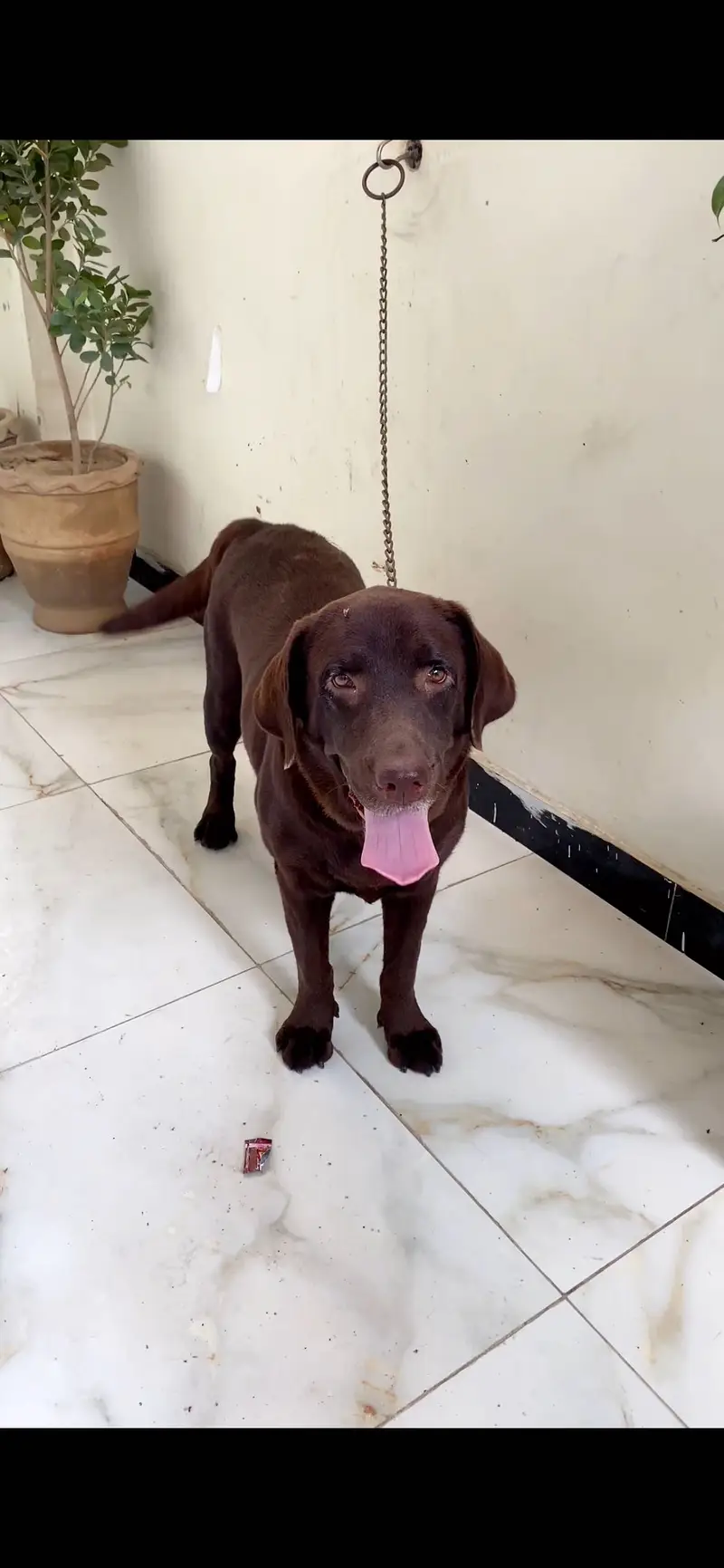 HIGH QUALITY LABRADOR RETRIEVER MATED FEMALE FOR SALE — photo 2