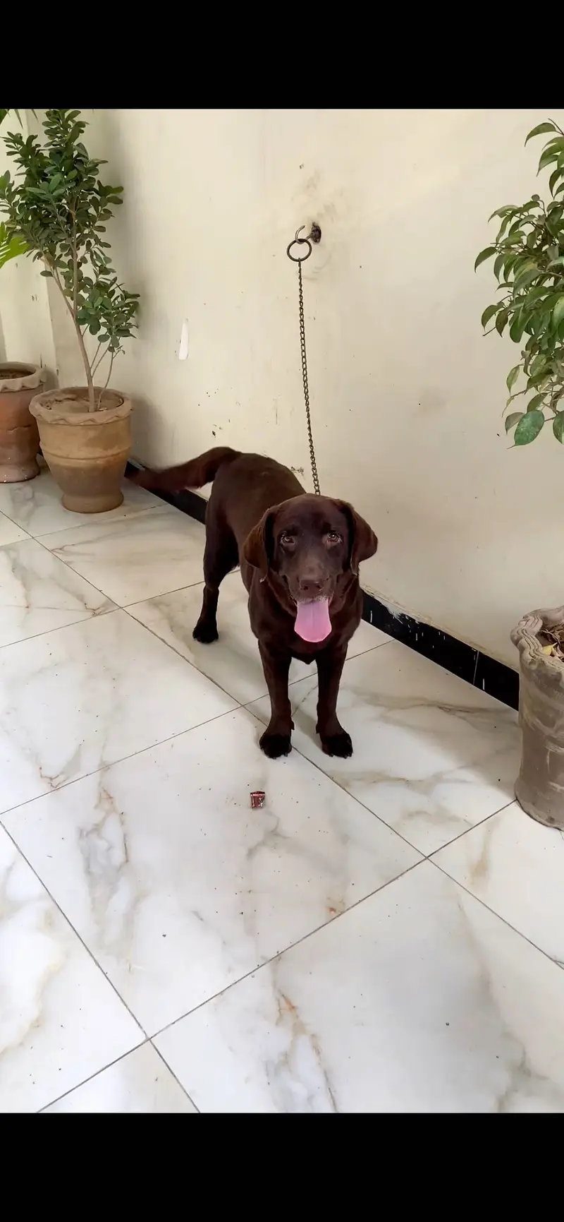 HIGH QUALITY LABRADOR RETRIEVER MATED FEMALE FOR SALE — photo 3