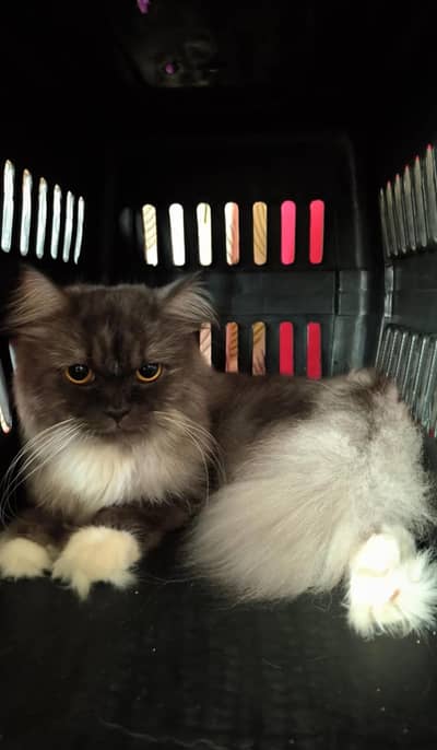 persion cat