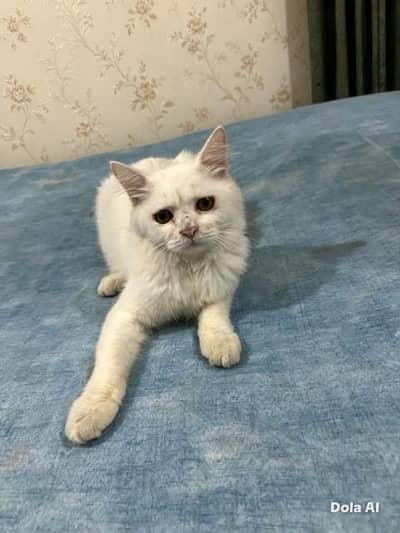 Turkish angora adult male kitten for sale