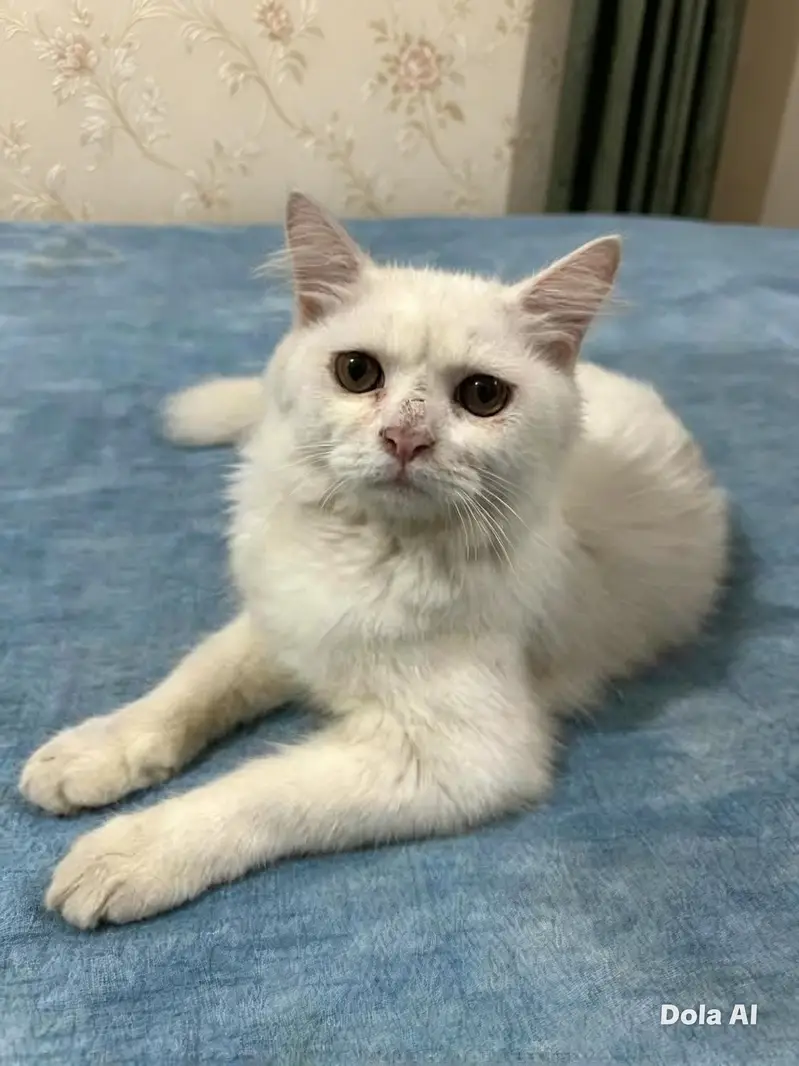 Turkish angora adult male kitten for sale — photo 2