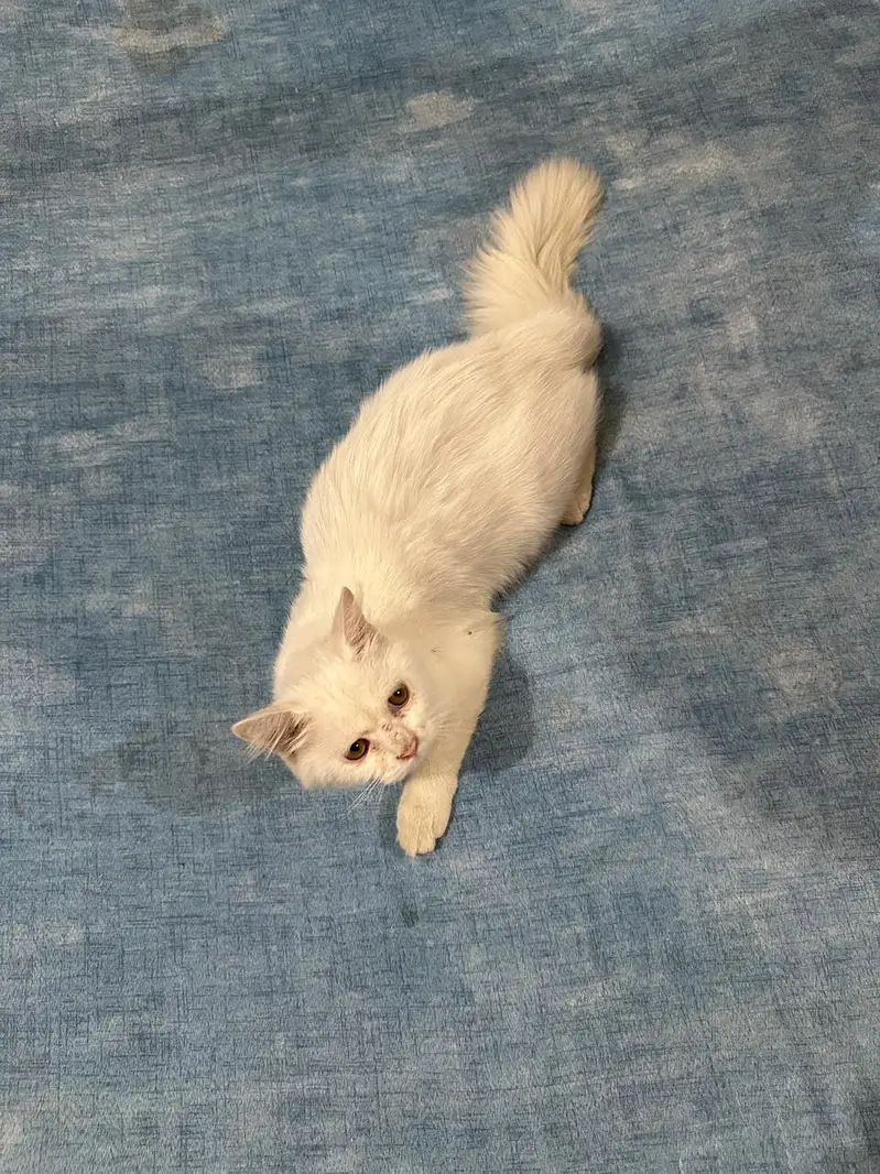 Turkish angora adult male kitten for sale — photo 3