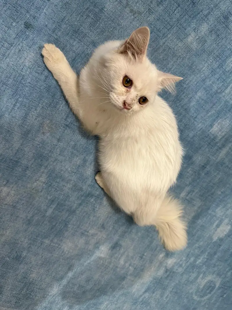 Turkish angora adult male kitten for sale — photo 4