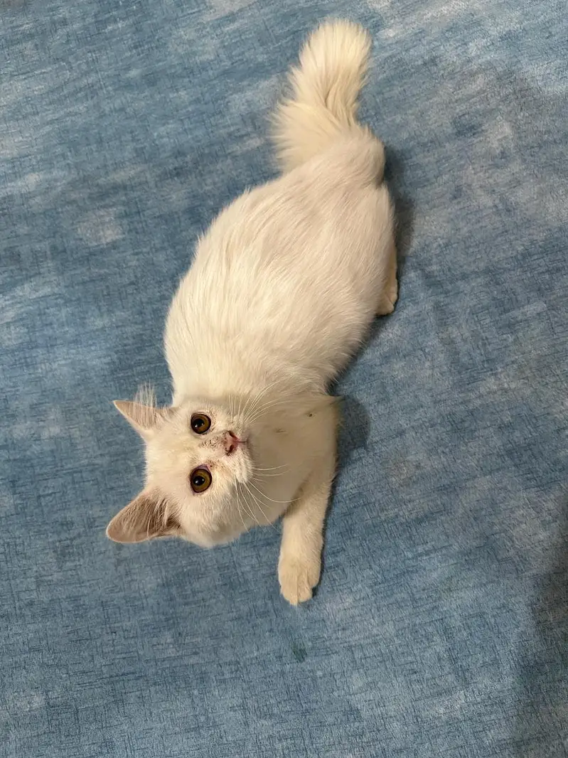 Turkish angora adult male kitten for sale — photo 5