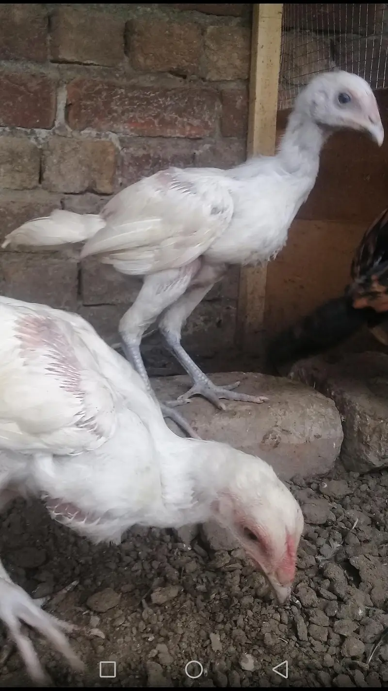 pure aseel heera 03214203251 — photo 3