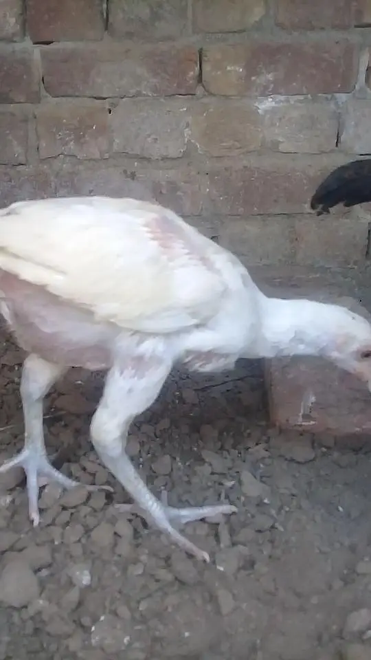 pure aseel heera 03214203251 — photo 5