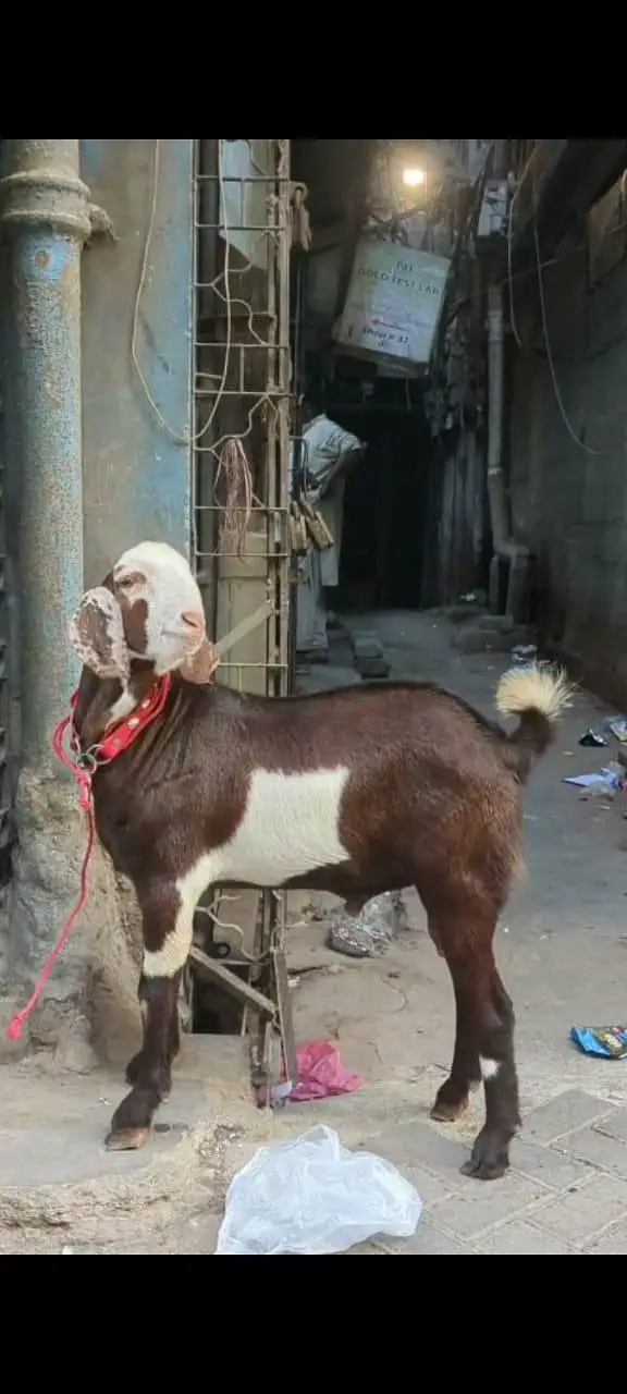 Bisar tapra monda