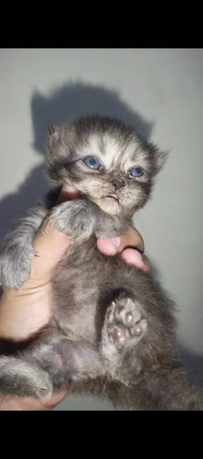 Persian Punch Face Smoke Gray Male Cat Baby For Sale 0305.4364606