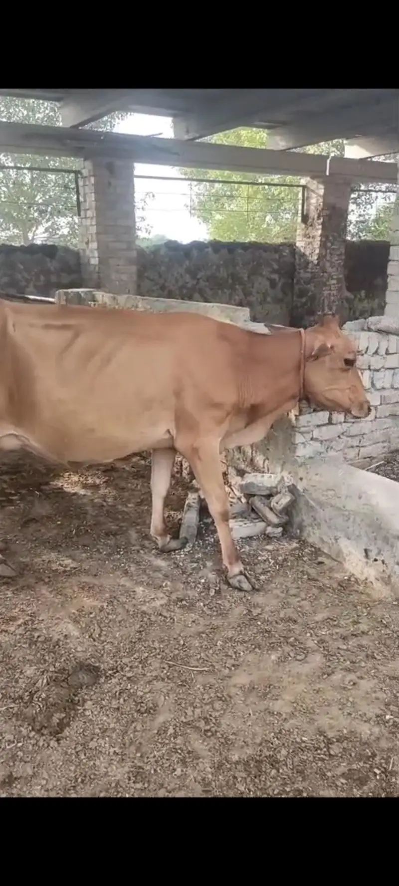 Sahiwal Jersey cross