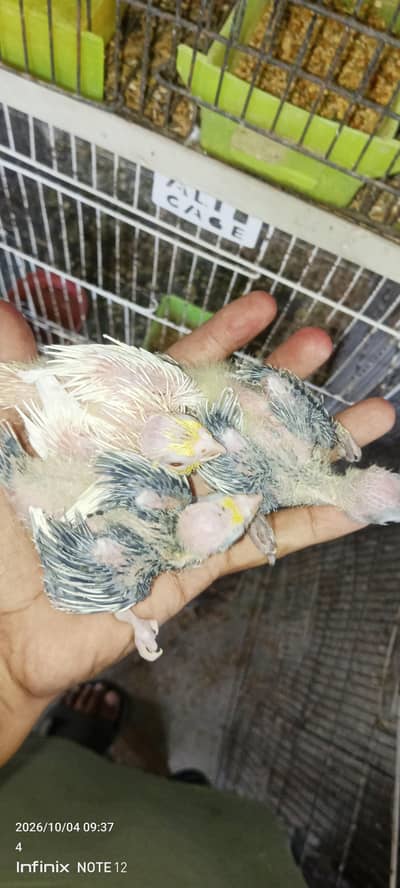 chicks for handtame