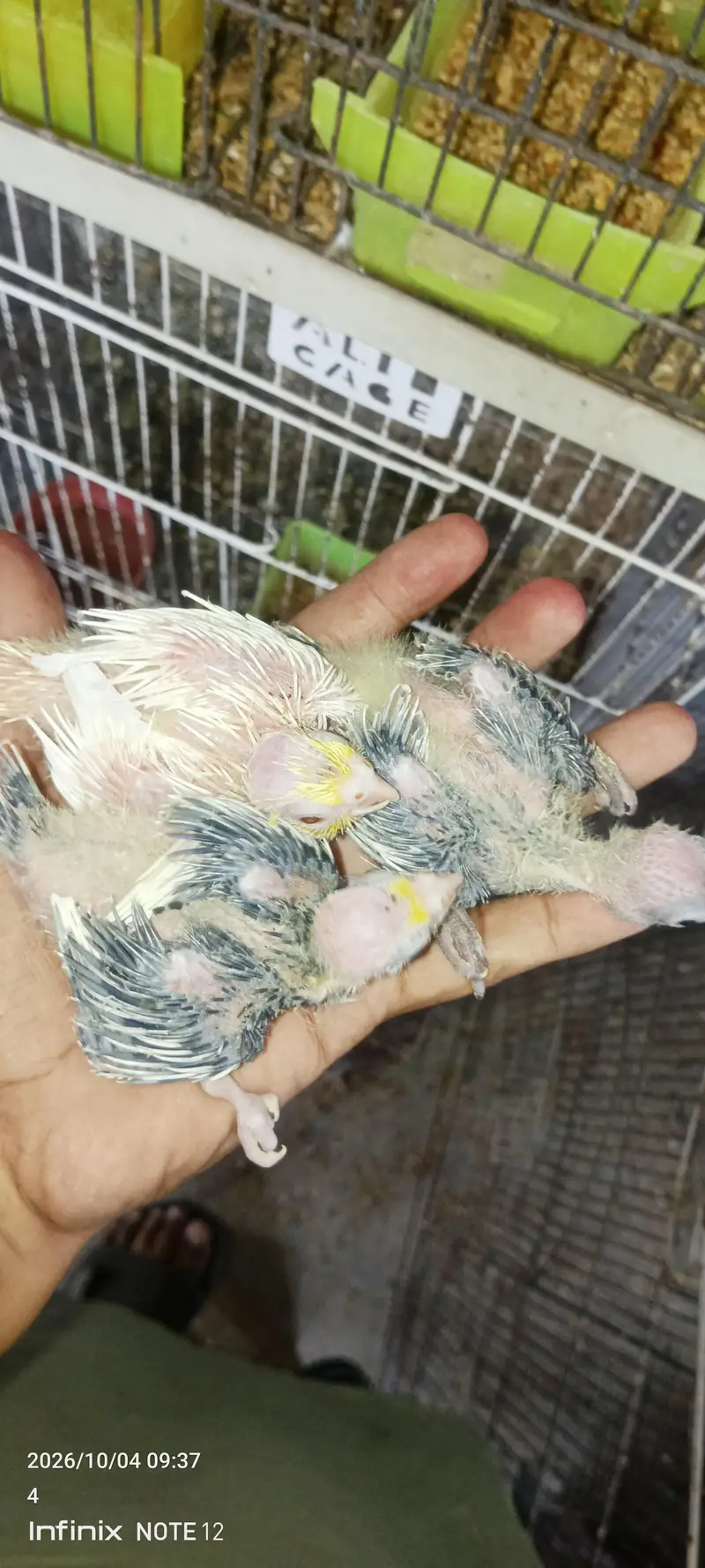 chicks for handtame