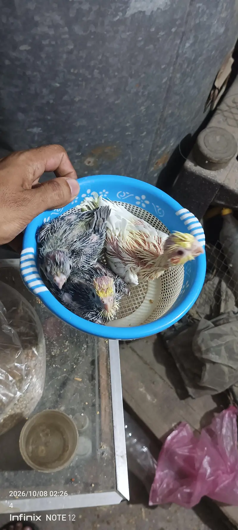 chicks for handtame — photo 2