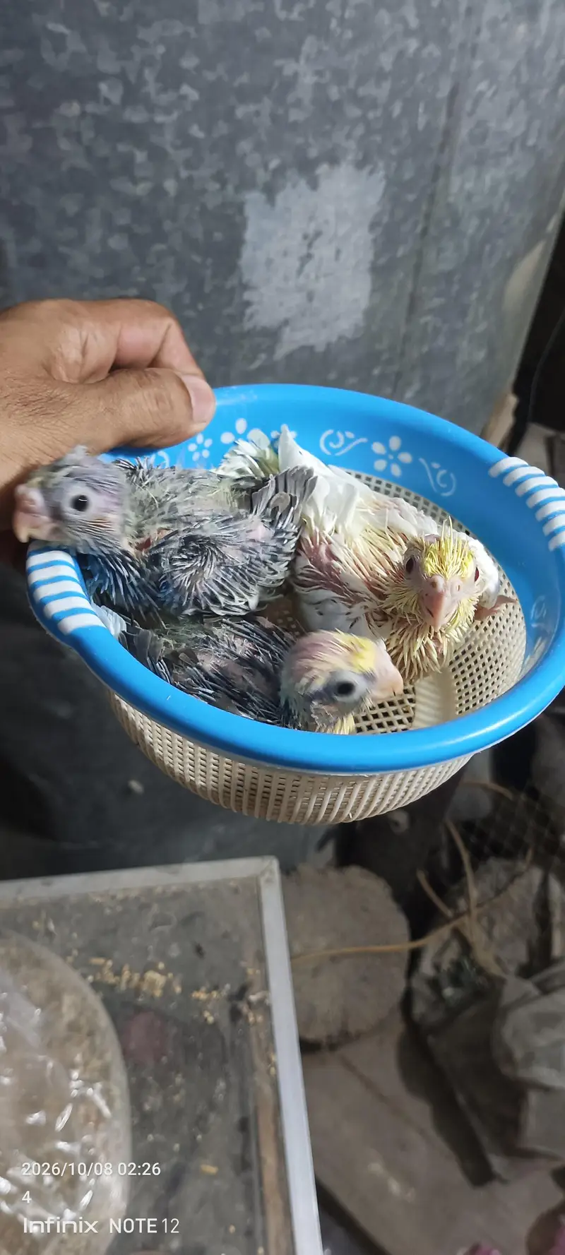 chicks for handtame — photo 3