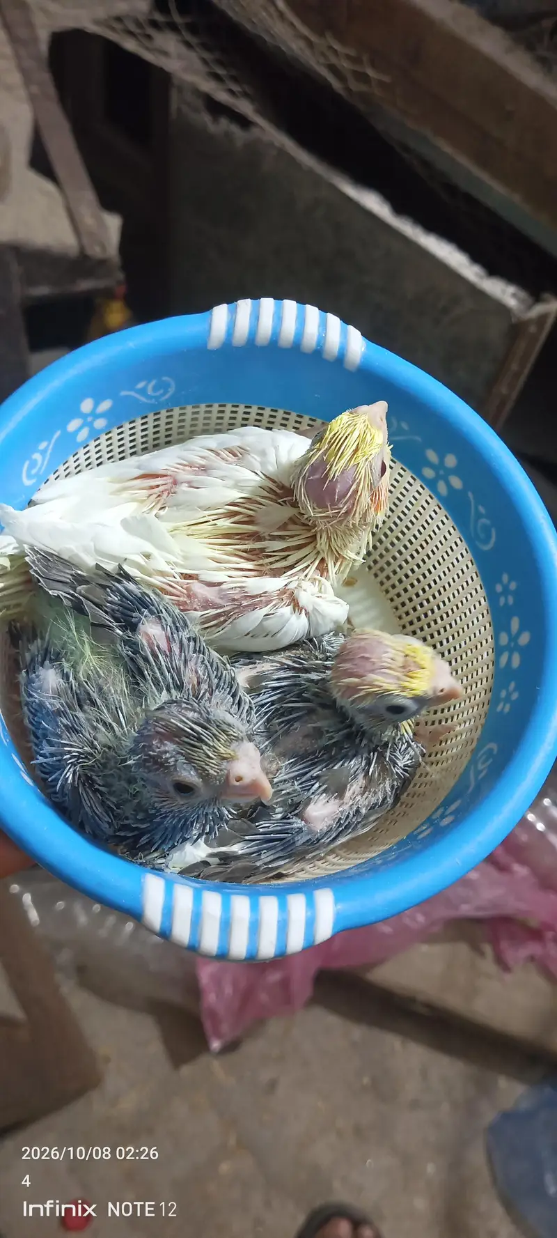 chicks for handtame — photo 4