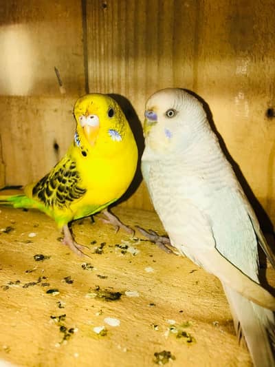 pair Badi Dar under exhibition mail TCP Ki female