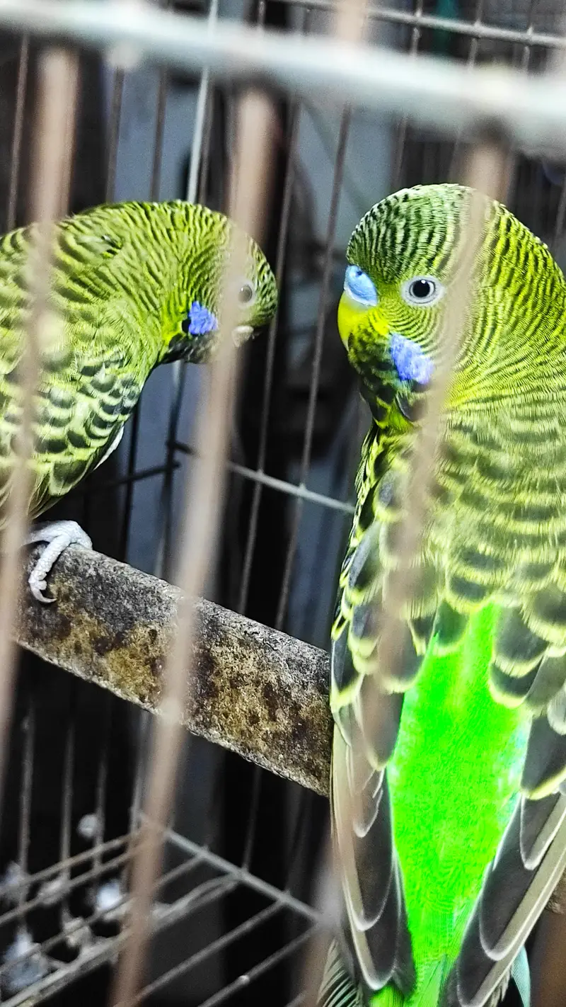 Blackface, Hogoromo, Blackwing budgies