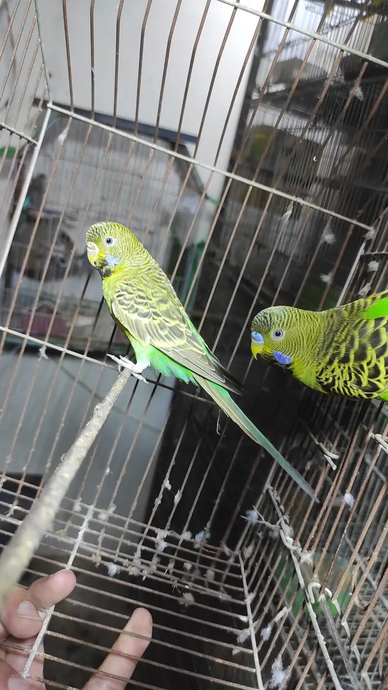 Blackface, Hogoromo, Blackwing budgies — photo 2