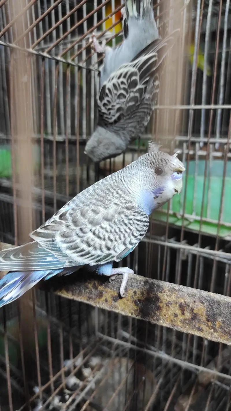 Blackface, Hogoromo, Blackwing budgies — photo 3