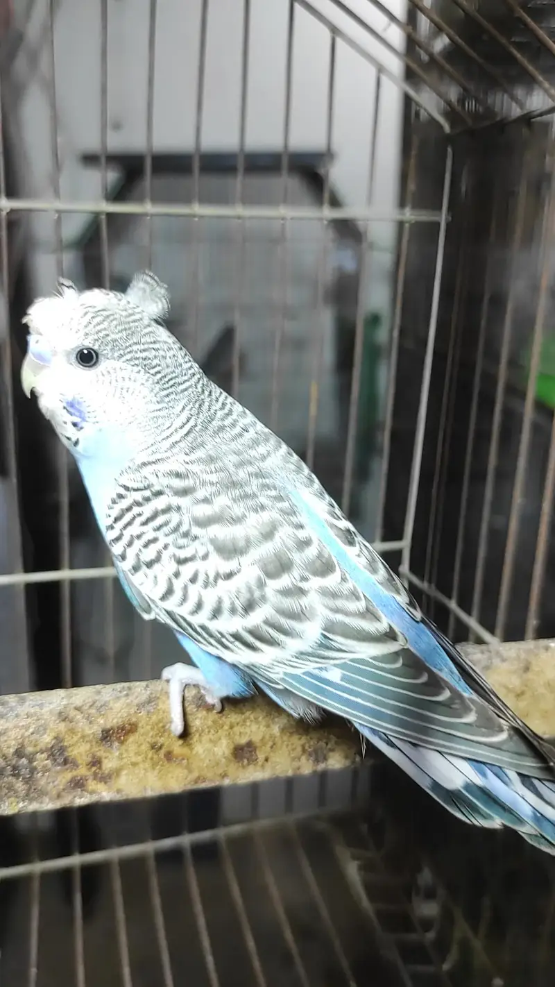 Blackface, Hogoromo, Blackwing budgies — photo 4