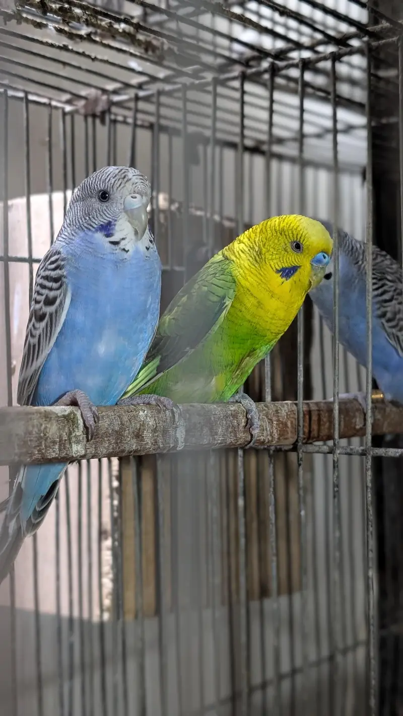 Blackface, Hogoromo, Blackwing budgies — photo 5