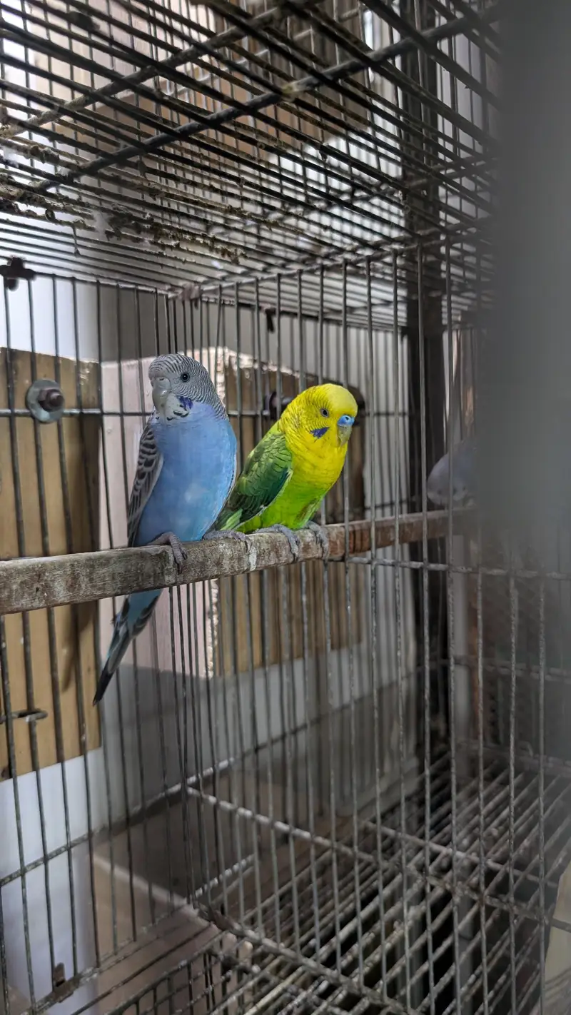 Blackface, Hogoromo, Blackwing budgies — photo 6