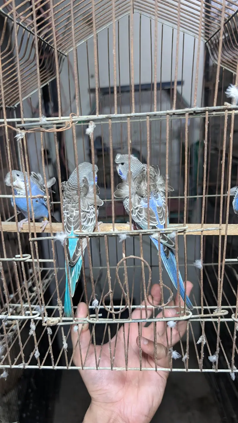 Blackface, Hogoromo, Blackwing budgies — photo 7