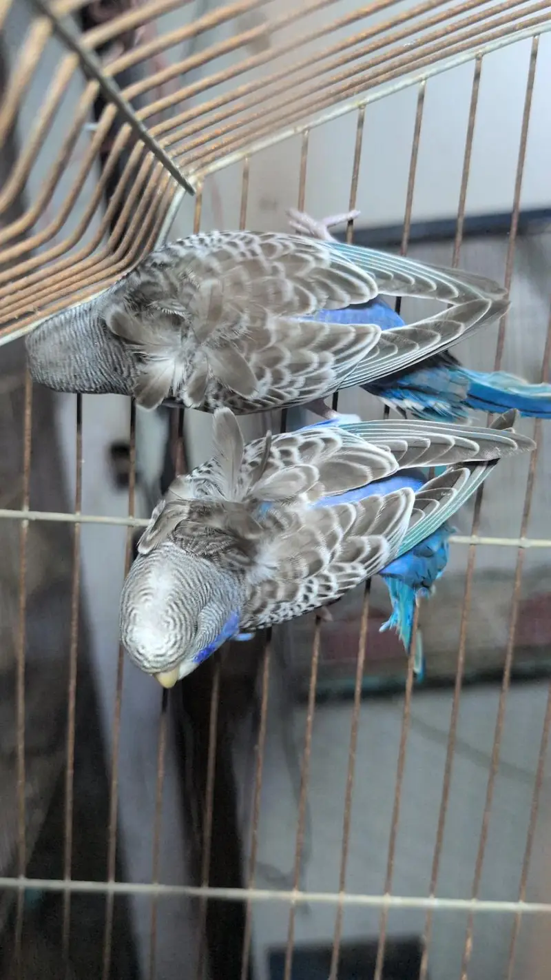 Blackface, Hogoromo, Blackwing budgies — photo 8