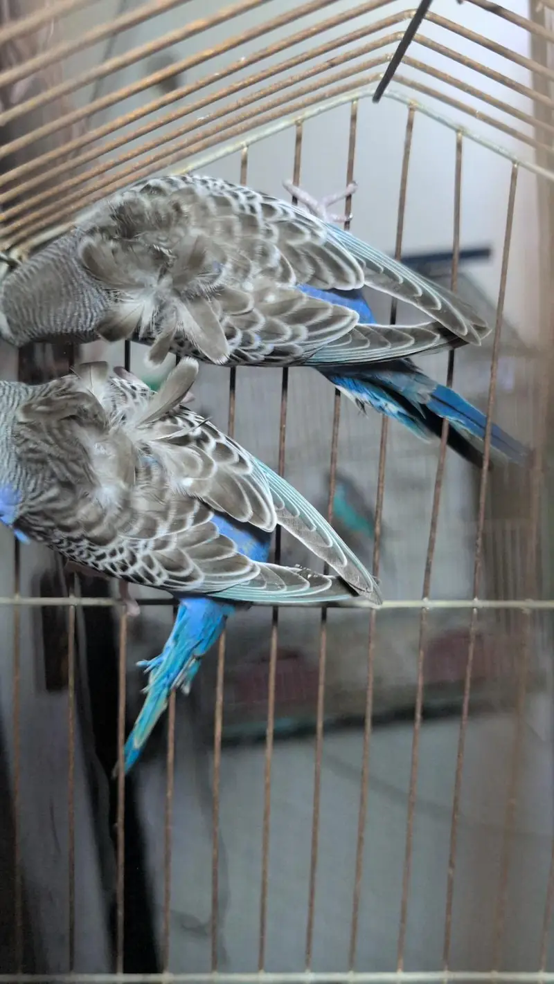 Blackface, Hogoromo, Blackwing budgies — photo 9
