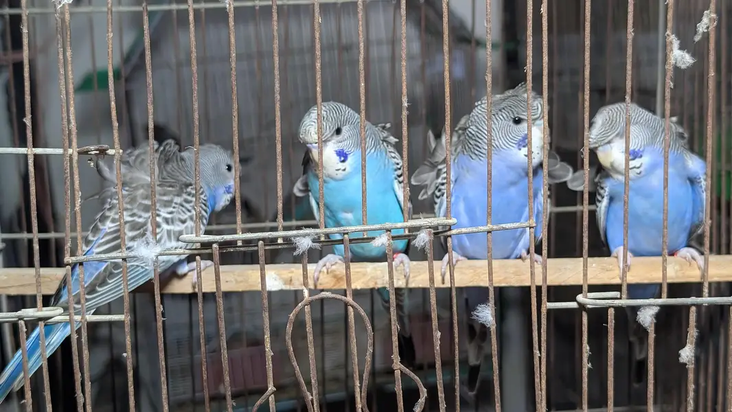 Blackface, Hogoromo, Blackwing budgies — photo 10