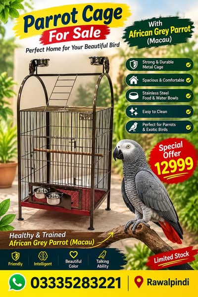 grrey African parrot Macau
