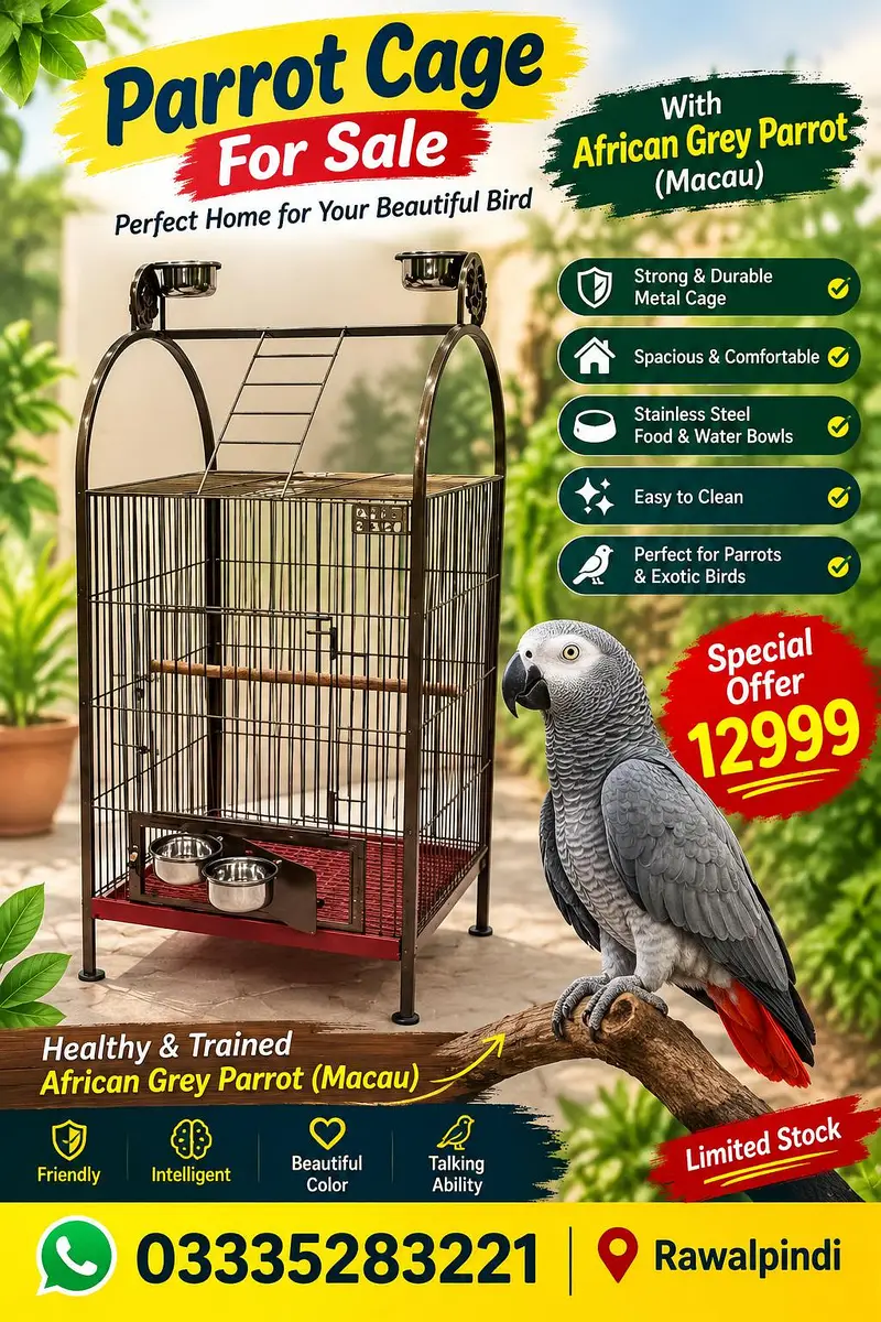 grrey African parrot Macau