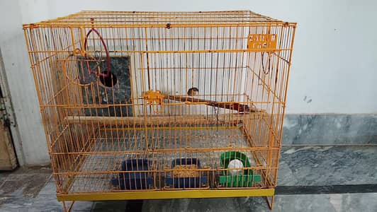 strawberry finches with Cage