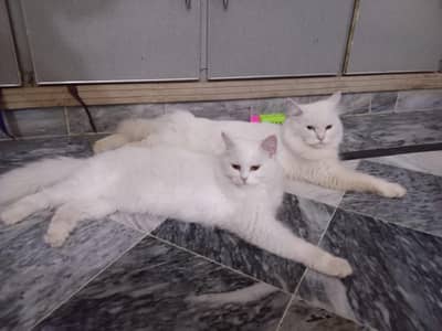 Pair Cats For Sale ( Persian Breed )