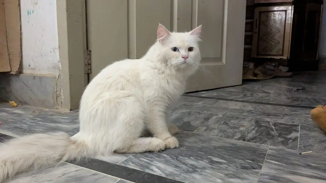 Pair Cats For Sale ( Persian Breed ) — photo 2