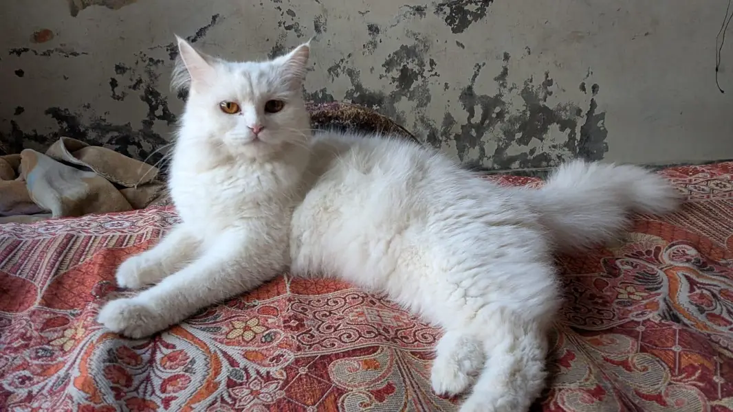 Pair Cats For Sale ( Persian Breed ) — photo 3