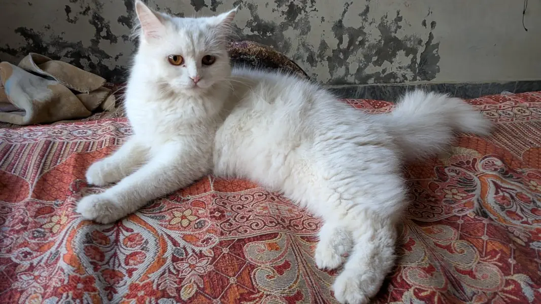 Pair Cats For Sale ( Persian Breed ) — photo 4