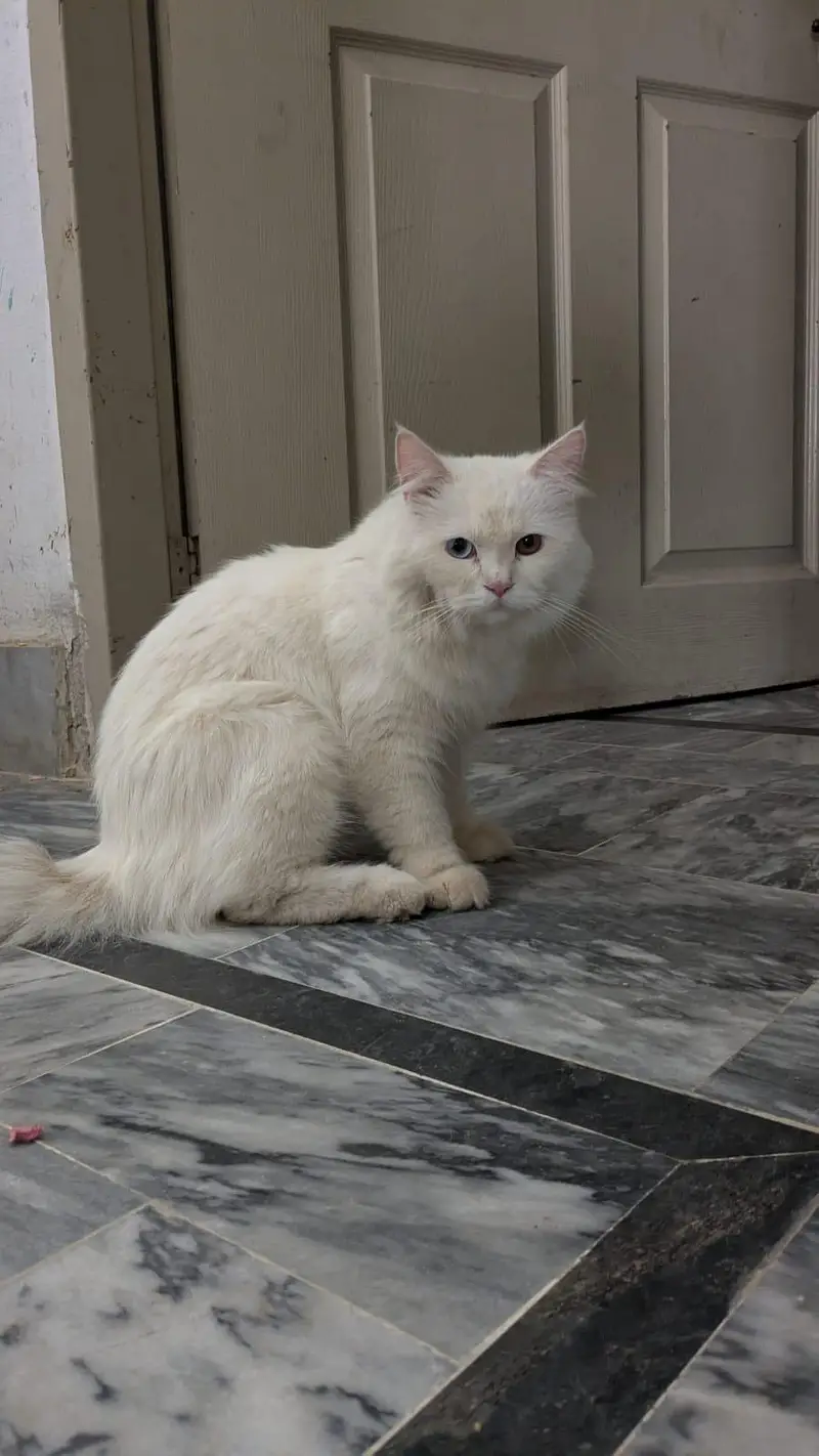 Pair Cats For Sale ( Persian Breed ) — photo 5