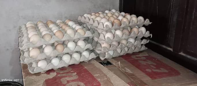 fresh organic hen desi golden/misri murgi ducks eggs