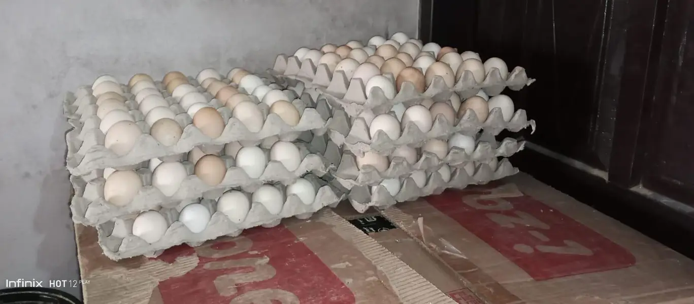 fresh organic hen desi golden/misri murgi ducks eggs