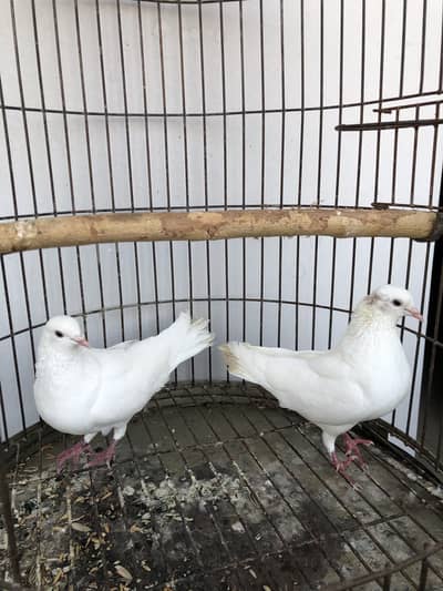 Pure white Macco breeder pair