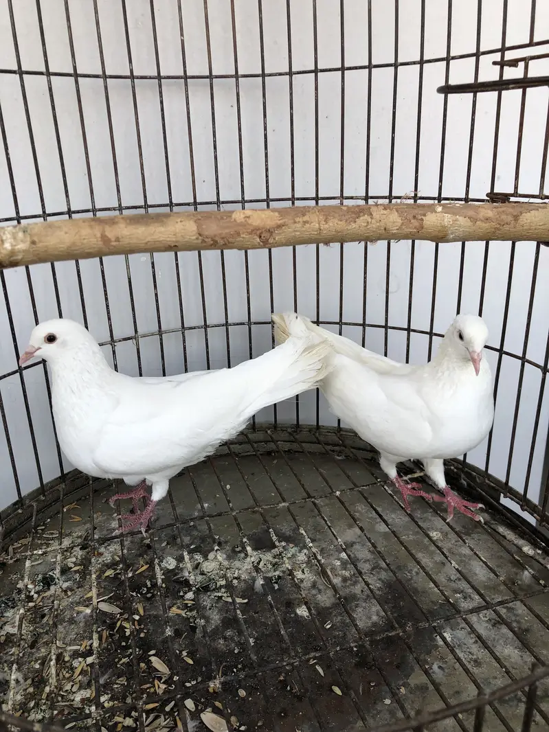 Pure white Macco breeder pair — photo 2